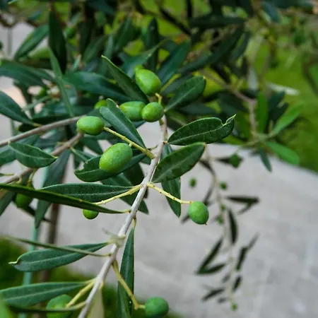 Olive 303 *