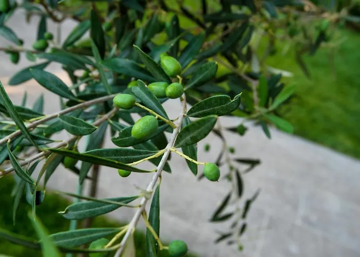 Olive 303 *